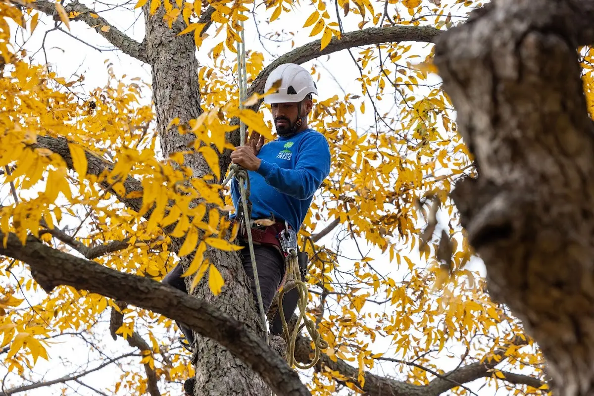 Skilled Tree Trimming crew working in Dyer